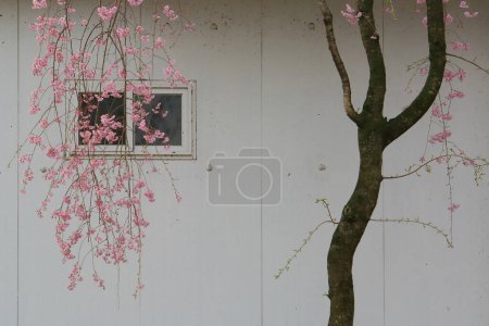 Paysage printanier de l'étang Yeonji à Changnyeong, Corée
