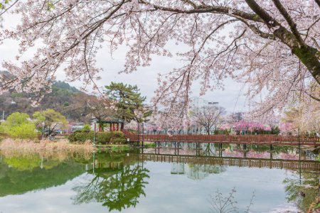 Frühlingslandschaft des Yeonji-Teiches in Changnyeong, Korea