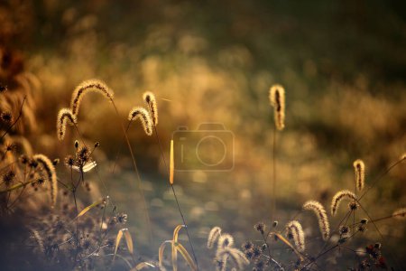 Photo for Green foxtail. Natural background material. Poaceae annual weed. - Royalty Free Image