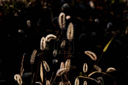 Green foxtail. Natural background material. Poaceae annual weed.