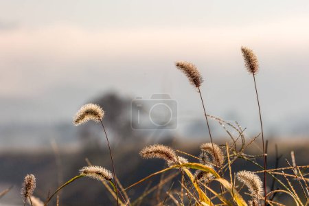 Green foxtail. Natural background material. Poaceae annual weed.