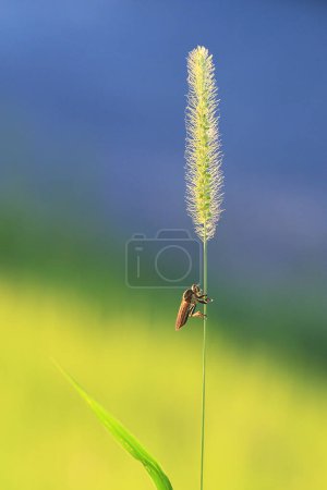 Grünfuchsschwanz. Natürliches Hintergrundmaterial. Poaceae-Jahreskraut.