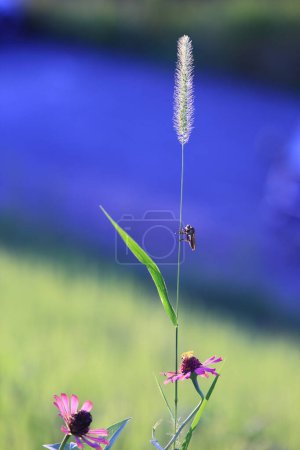 Photo for Green foxtail. Natural background material. Poaceae annual weed. - Royalty Free Image