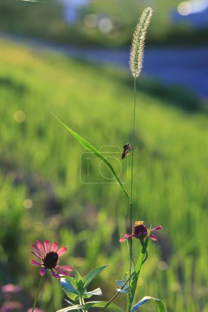 Grünfuchsschwanz. Natürliches Hintergrundmaterial. Poaceae-Jahreskraut.