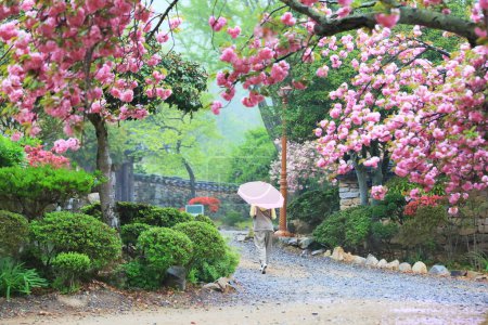 Photo for Spring scenery of Seonamsa Temple in Suncheon, Korea, where double cherry blossoms bloom - Royalty Free Image