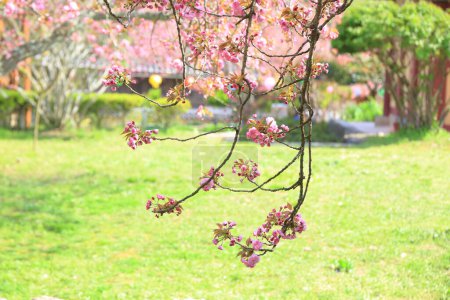 Foto de Paisaje primaveral del Templo de Seonamsa en Suncheon, Corea, donde florecen flores de cerezo dobles - Imagen libre de derechos