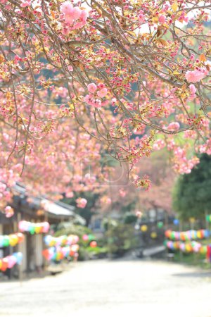 Foto de Paisaje primaveral del Templo de Seonamsa en Suncheon, Corea, donde florecen flores de cerezo dobles - Imagen libre de derechos
