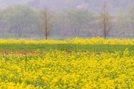 Frühlingslandschaft der Rapsfelder am Nakdonggang River in Korea