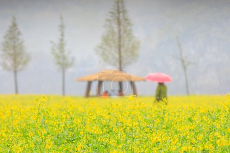 Foto de Paisaje de primavera de los campos de canola del río Nakdonggang en Corea - Imagen libre de derechos