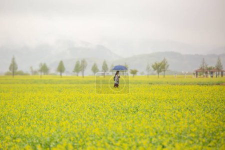 Foto de Paisaje de primavera de los campos de canola del río Nakdonggang en Corea - Imagen libre de derechos