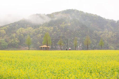 Frühlingslandschaft der Rapsfelder am Nakdonggang River in Korea
