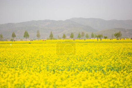 Paysage printanier des champs de canola de la rivière Nakdonggang en Corée