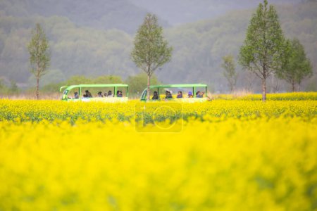 Paisaje de primavera de los campos de canola del río Nakdonggang en Corea