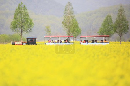 Paisaje de primavera de los campos de canola del río Nakdonggang en Corea