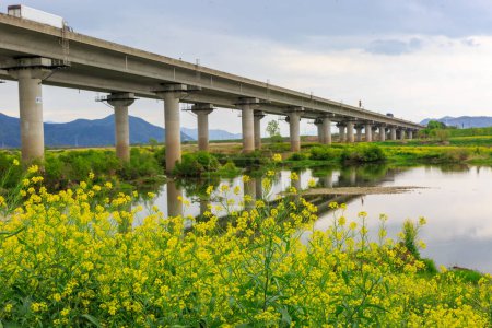 Spring scenery of Nakdonggang River canola fields in Korea