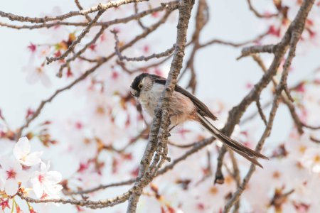 a long-tailed tit sitting on the branches of the cherry blossom tree