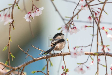 a long-tailed tit sitting on the branches of the cherry blossom tree
