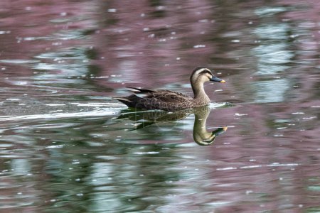 a spot-billed duck floating or flying on a pond