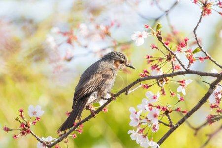 a brown-eared bulbul sitting on the branches of the cherry blossom tree