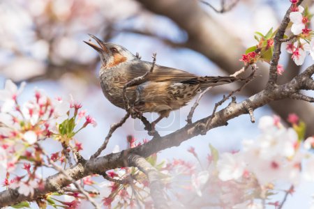 ein braunohriger bulbul sitzt auf den Ästen des Kirschblütenbaumes