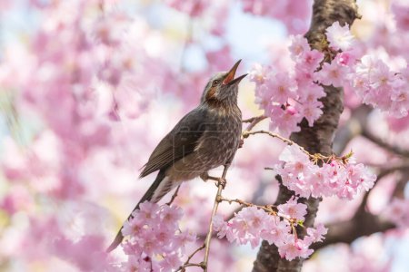 ein braunohriger bulbul sitzt auf den Ästen des Kirschblütenbaumes