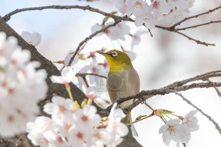 Téléchargez les photos : Un œil blanc japonais assis sur les branches du cerisier - en image libre de droit