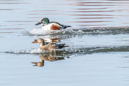 une pelleteuse flottant ou volant sur un étang
