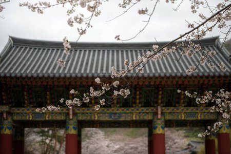 Téléchargez les photos : Paysage printanier des temples traditionnels coréens - en image libre de droit
