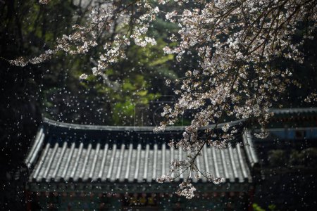 Paisaje de primavera de templos tradicionales coreanos