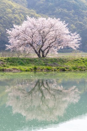 el paisaje primaveral del estanque de flores de cerezo
