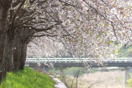 a spring scene with cherry blossoms in bloom