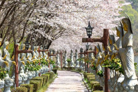 cherry blossom along the beautiful road in korea