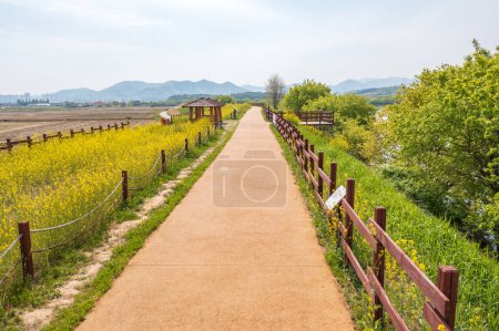 Canola Flower Scenery of Junam Reservoir in Changwon, Korea