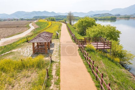 Canola Flower Scenery of Junam Reservoir in Changwon, Korea