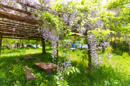 May's garden view with beautiful violet wisteria flowers