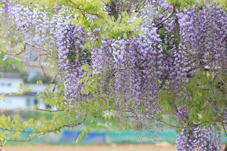 Blick auf den Garten im Mai mit wunderschönen violetten Glyzinien