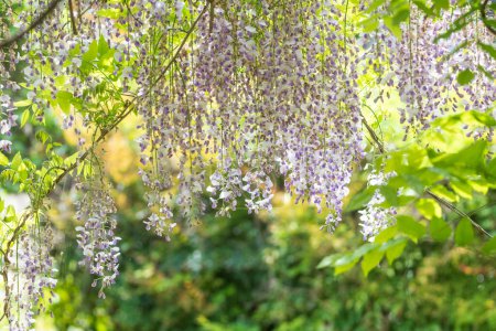 Blick auf den Garten im Mai mit wunderschönen violetten Glyzinien