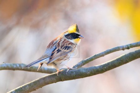 yellow-throated bunting sitting on a tree branch in the forest
