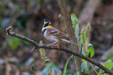 yellow-throated bunting sitting on a tree branch in the forest