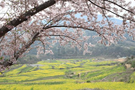 Una vista del jardín de flores de canola en Dumo Village, Namhae, Corea
