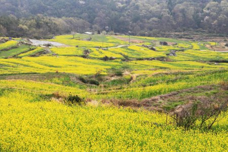 Una vista del jardín de flores de canola en Dumo Village, Namhae, Corea