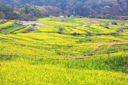 Blick auf den Rapsblumengarten in Dumo Village, Namhae, Korea