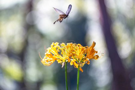 Foto de Una mariposa sentada sobre un pétalo - Imagen libre de derechos