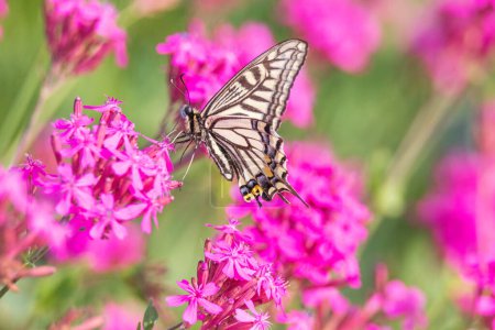 Foto de Una mariposa sentada sobre un pétalo - Imagen libre de derechos