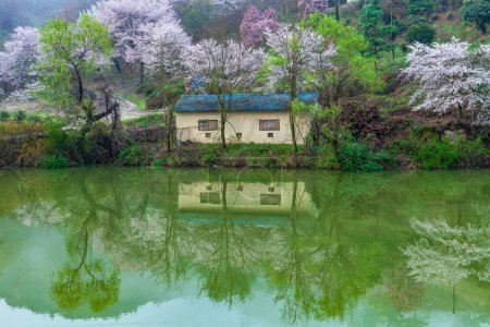 Paisaje primaveral del embalse Ungok en Amán-gun, Corea, donde florecen flores de cerezo y forsythias