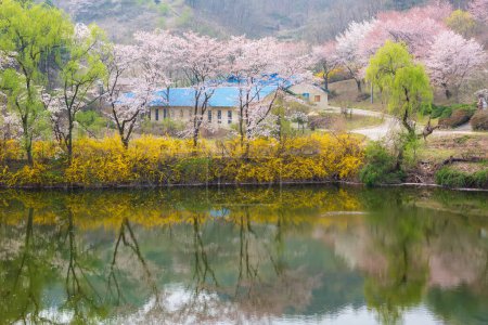 Foto de Paisaje primaveral del embalse Ungok en Amán-gun, Corea, donde florecen flores de cerezo y forsythias - Imagen libre de derechos