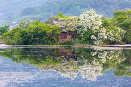 Morgenblick weißer Blumen von Retusa-Fransenbaum und altem Ziegeldachhaus mit Reflexion über den Weiyangji-Stausee in Miryang-si, Südkorea