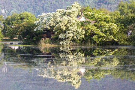 Morgenblick weißer Blumen von Retusa-Fransenbaum und altem Ziegeldachhaus mit Reflexion über den Weiyangji-Stausee in Miryang-si, Südkorea