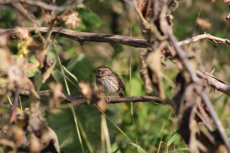 Photo for Song Sparrow sur une branche d'arbre - Royalty Free Image
