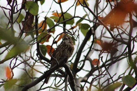 Photo for Song Sparrow sur une branche d'arbre - Royalty Free Image